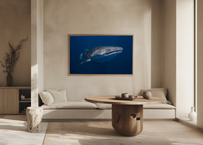 Whale Shark Poster