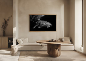 Humpback Whale calf Poster