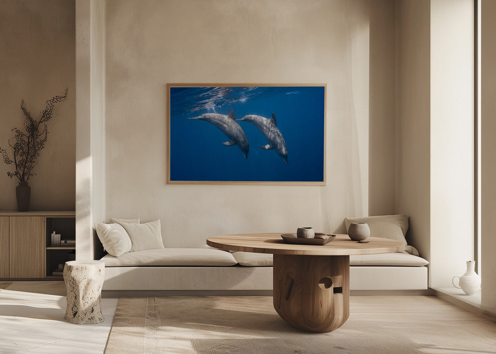 Two bottlenose dolphins Poster