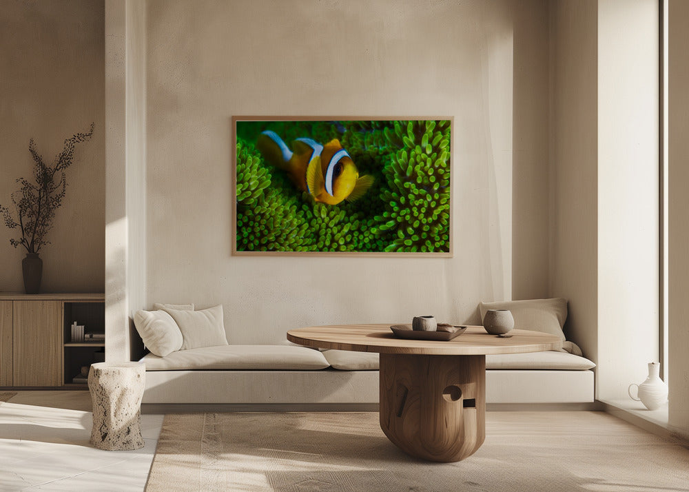 Yellow clownfish on green anemon Poster