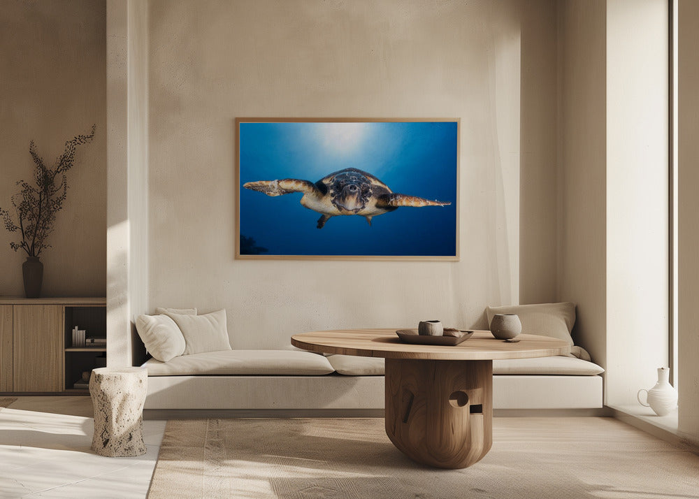 Face to Face with a Hawksbill sea turtle Poster