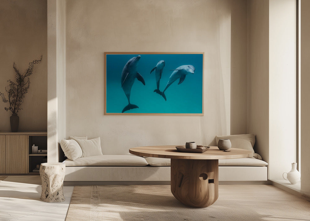 Bottlenose dolphins Poster