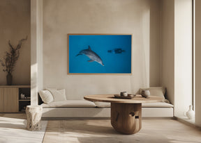 Dolphin and freediver Poster