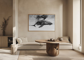 Humpback whale calf Poster