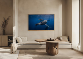 Humpback whale family Poster