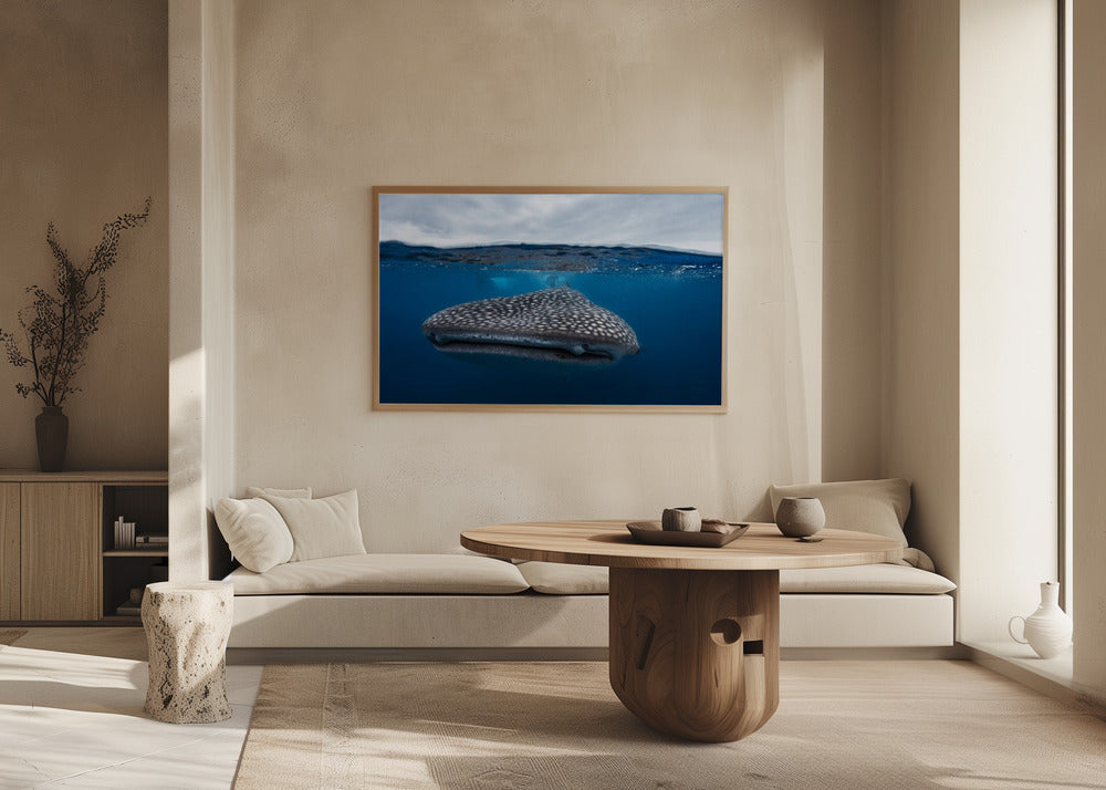 Whale Shark in split level Poster