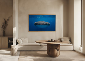 Face to Face with a whale shark Poster