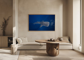 Whale shark and Tuna shoal Poster