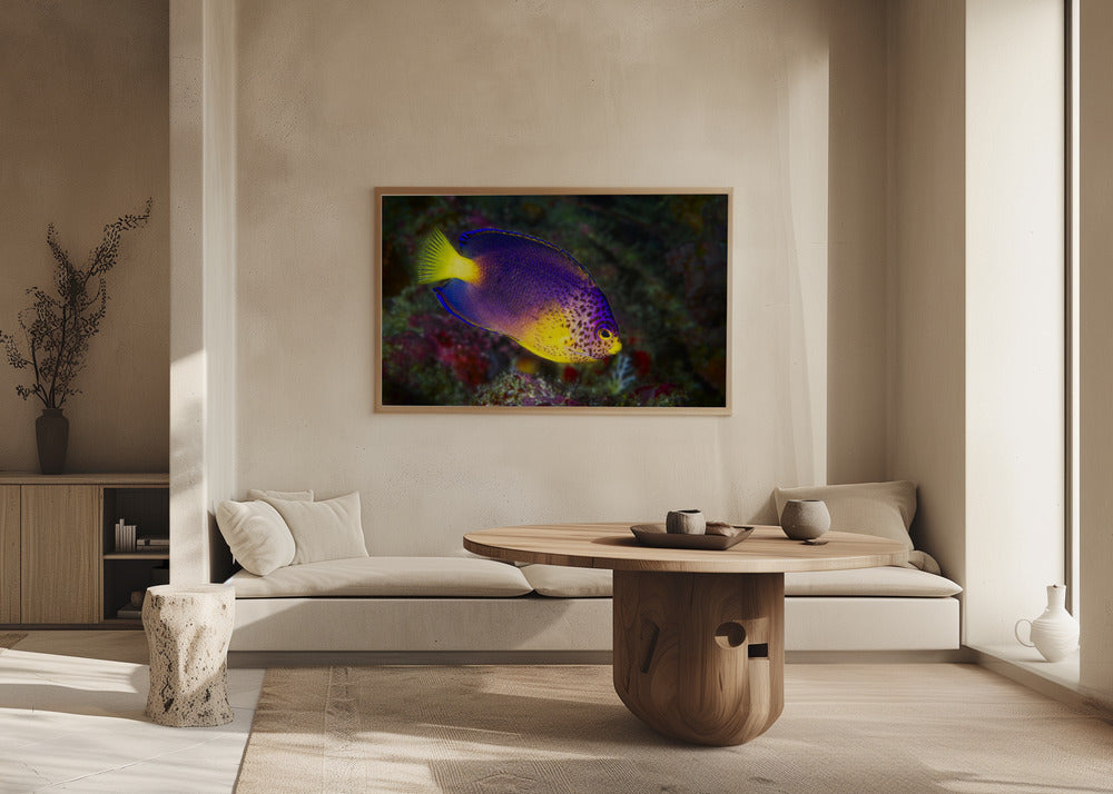 Blue Mauritius angelfish Poster