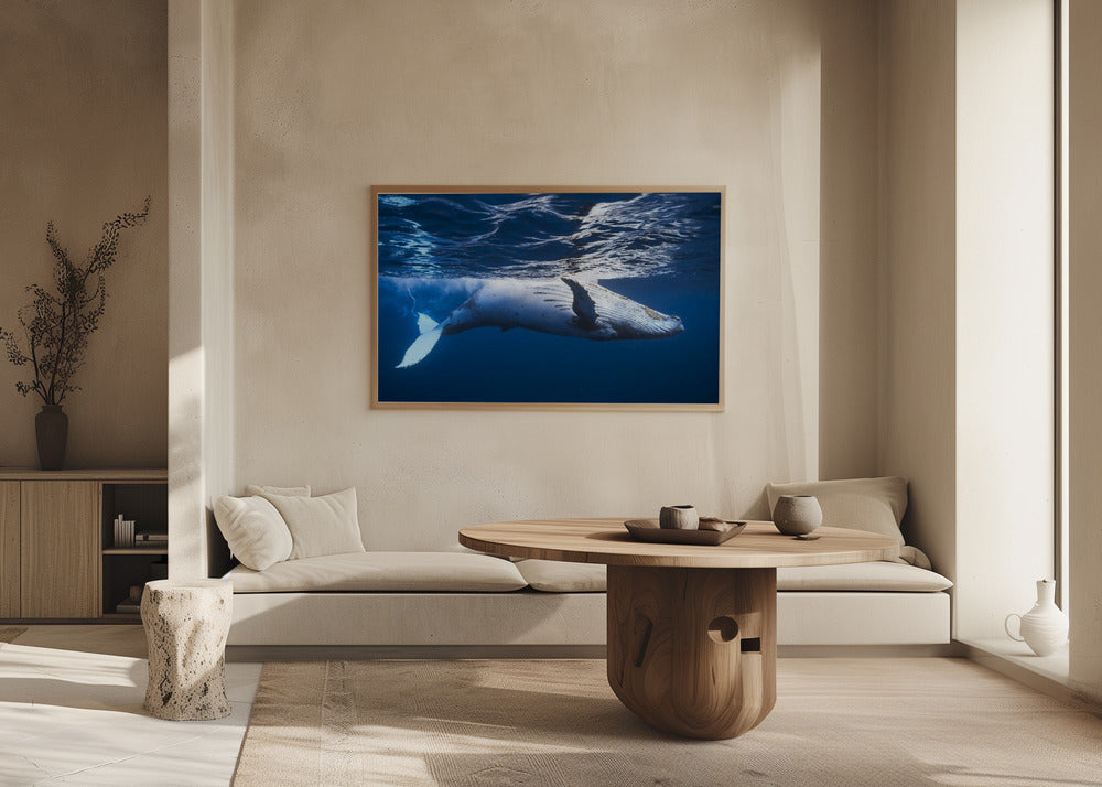 On the surface of the water: a humpback whale Poster