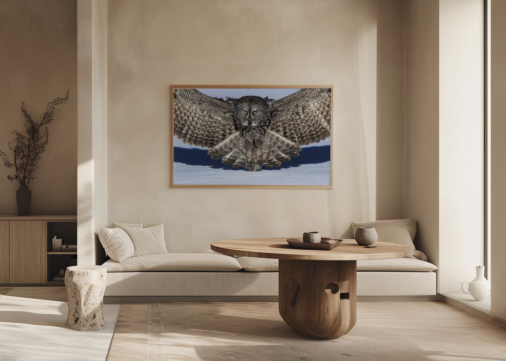 Great Grey Owl Poster