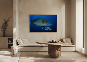 Humphead wrasse Poster