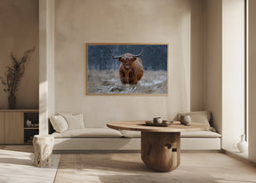 Snowy Highland cow Poster