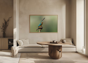 Beautiful kingfisher Poster