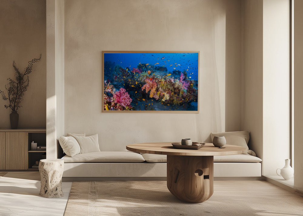 Colors of Soft Coral Poster