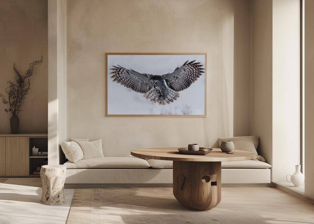 Great Grey Owl in Flight Poster