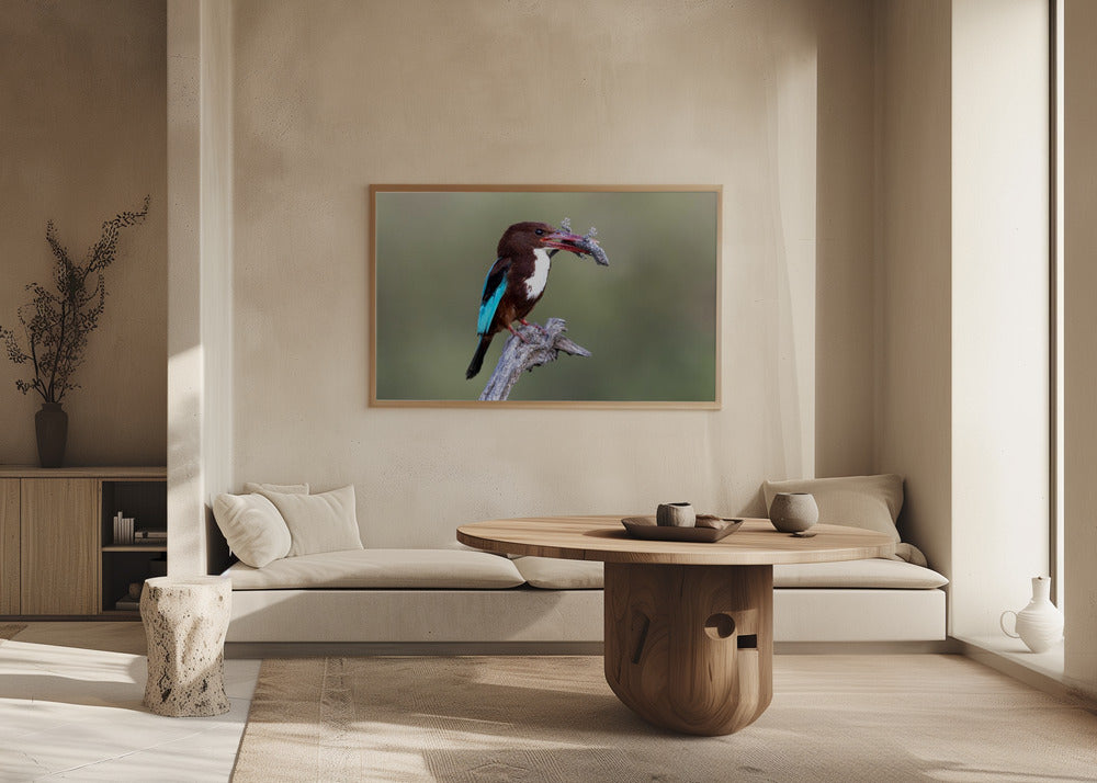 White-throated Kingfisher Poster