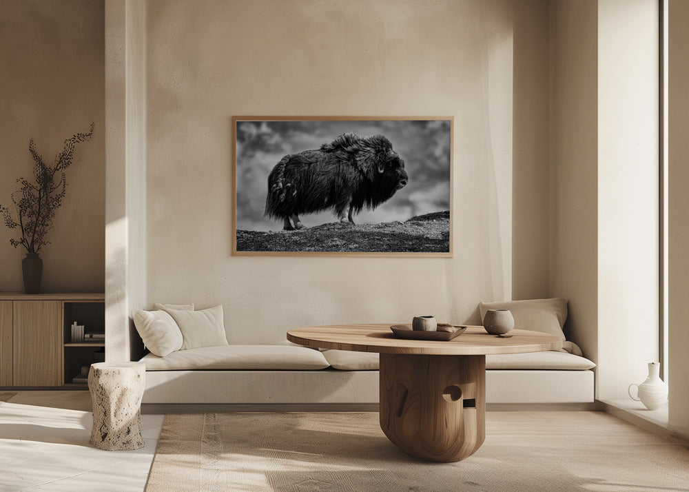 male Musk ox Poster