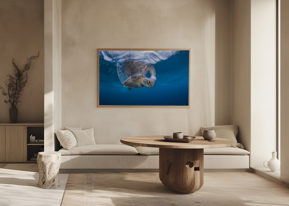 Swimming Green Turtle Poster