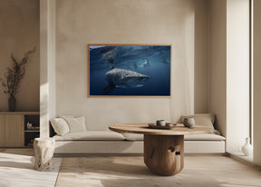 A Tiger shark is looking at me Poster