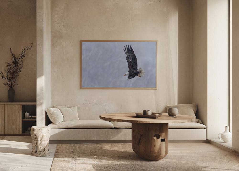 Bald Eagle in the Snow Poster