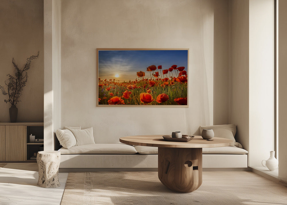 Poppies in the sunset Poster