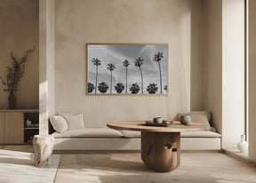 Palm Trees in La Jolla, California Poster