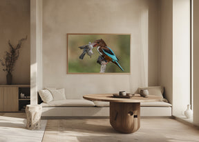 White-throated kingfisher catch Poster