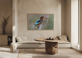 White-throated Kingfisher Poster