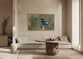 White-throated Kingfisher Poster