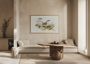 Red Tailed Tropic Bird Poster