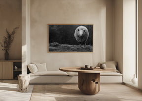 Wondering sheep Poster