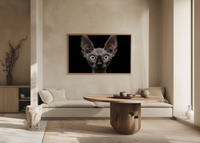 Sphynx Cat Poster