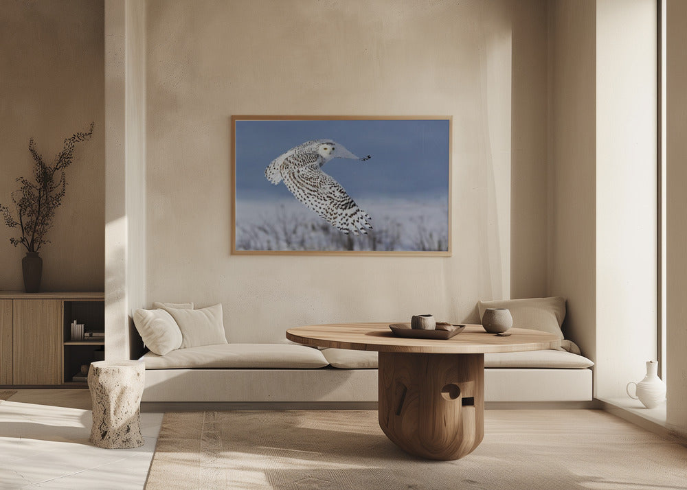 Snowy Owl Poster