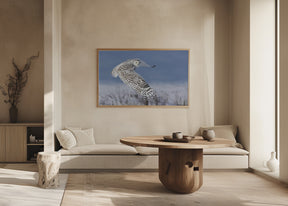 Snowy Owl Poster