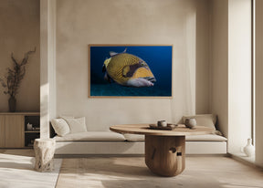 Triggerfish Poster