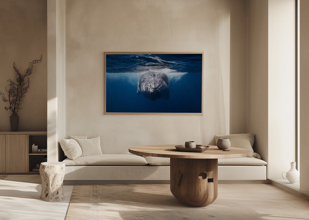 Face to face with Humpback whale Poster