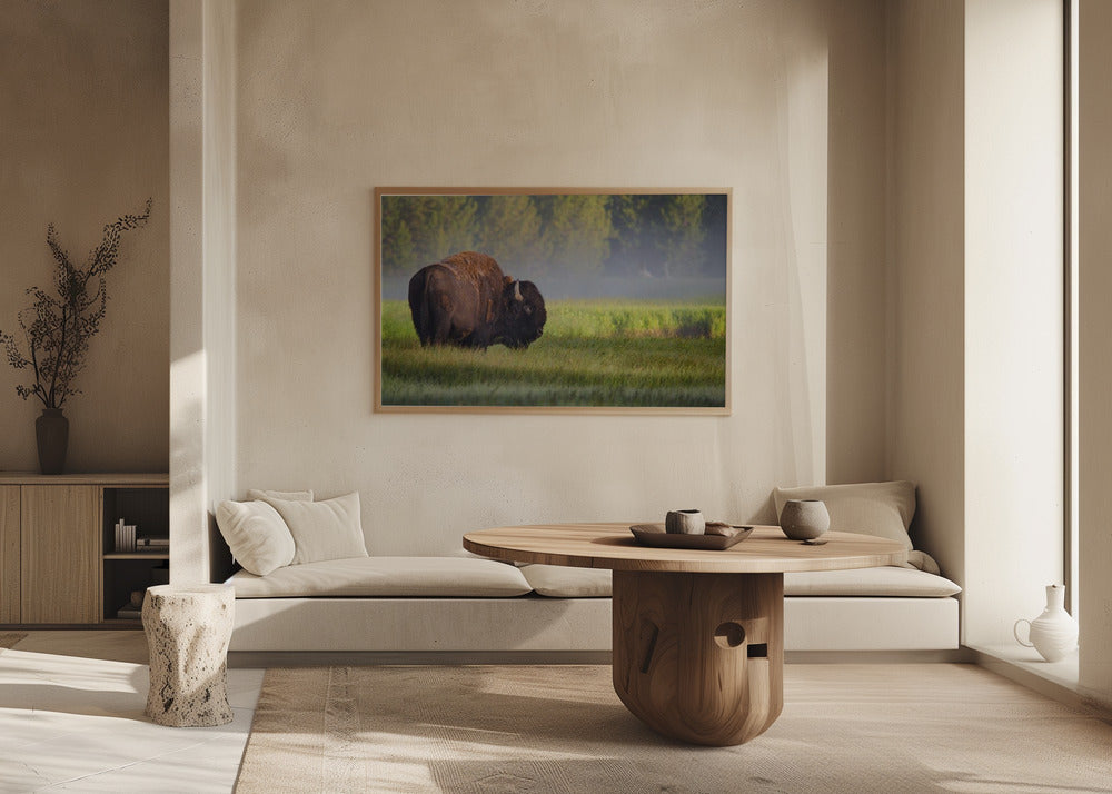 Bison in Morning Light Poster