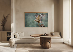 Buteo rufinus Poster