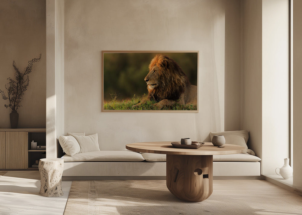 Male lion watching sunrise in Masai Mara Poster