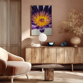 Water Lilly Poster