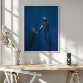 Sperm whale family Poster