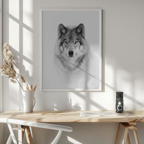 Portrait of a Timber Wolf Poster