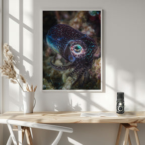 Baby cuttlefish Poster