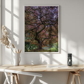 Japanese Maple Tree Poster