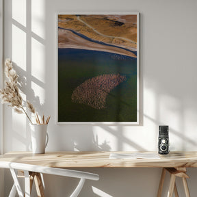 Flamingos on the Lake Poster