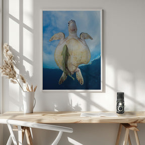 Green Sea turtle survivor Poster