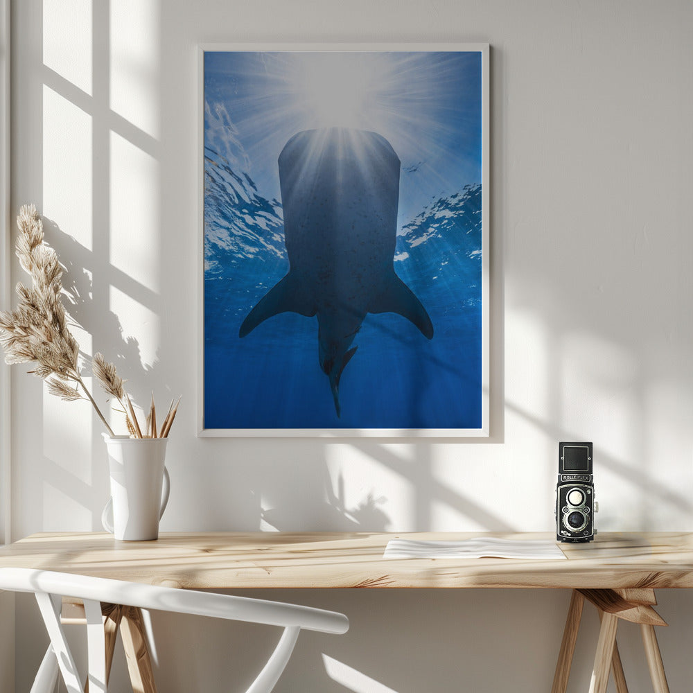 Whale shark and sun Poster