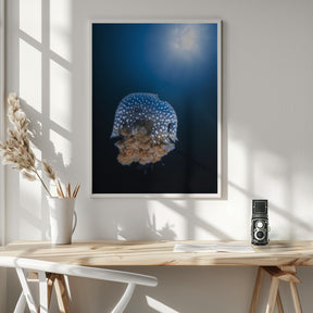 Jellyfish from Tachai pinnacle Poster