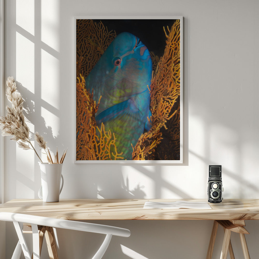 Ember parrotfish Poster